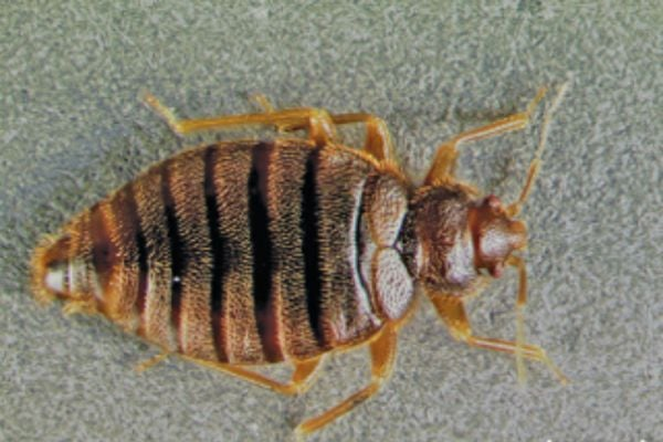 Cimex hemipterus (Tropical bed bug):
