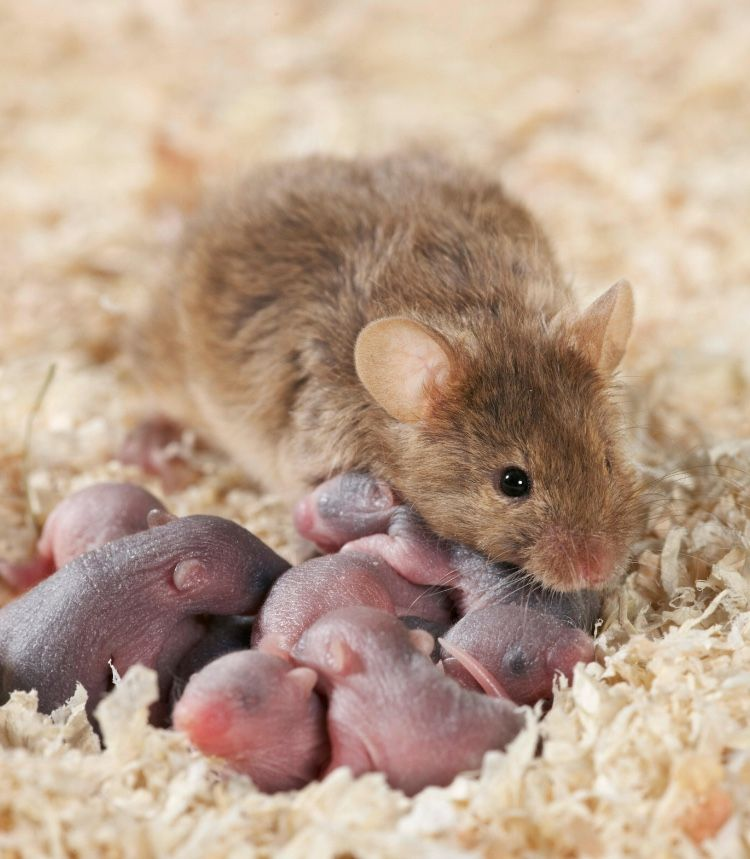 Rat with its babies