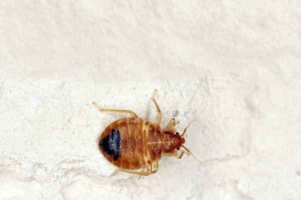 Cimex Lectularius(Common Bed bug)