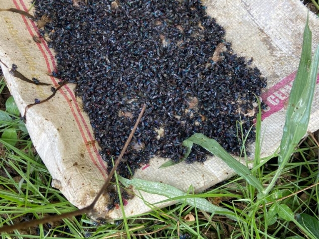 Flies caught on fly trap